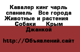 Кавалер кинг чарль спаниель - Все города Животные и растения » Собаки   . Крым,Джанкой